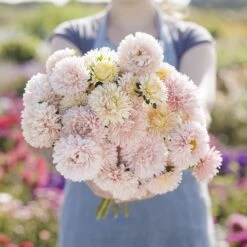 Apollinia Chamois China Aster Seeds - Premium Creamy Pink Late-Summer Blooms 6 Apollinia Chamois China Aster Seeds - Premium Creamy Pink Late-Summer Blooms -Eden Brothers Shop aster china apollonia chamois mac 3