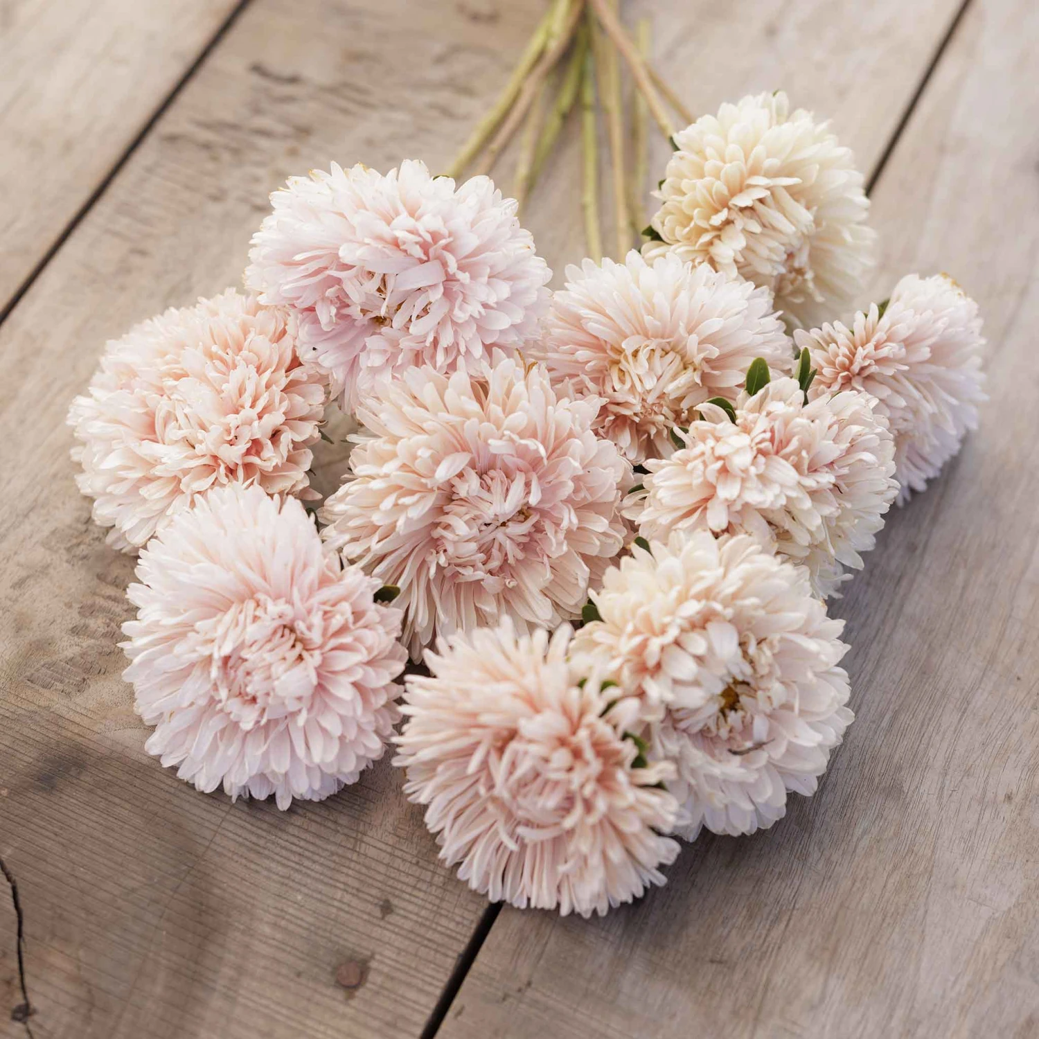 Apollinia Chamois China Aster Seeds - Premium Creamy Pink Late-Summer Blooms 4 Apollinia Chamois China Aster Seeds - Premium Creamy Pink Late-Summer Blooms - Image 4
