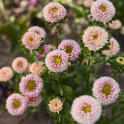 Matsumoto Apricot China Aster Seeds: Elegant Peach Blooms for Your Garden