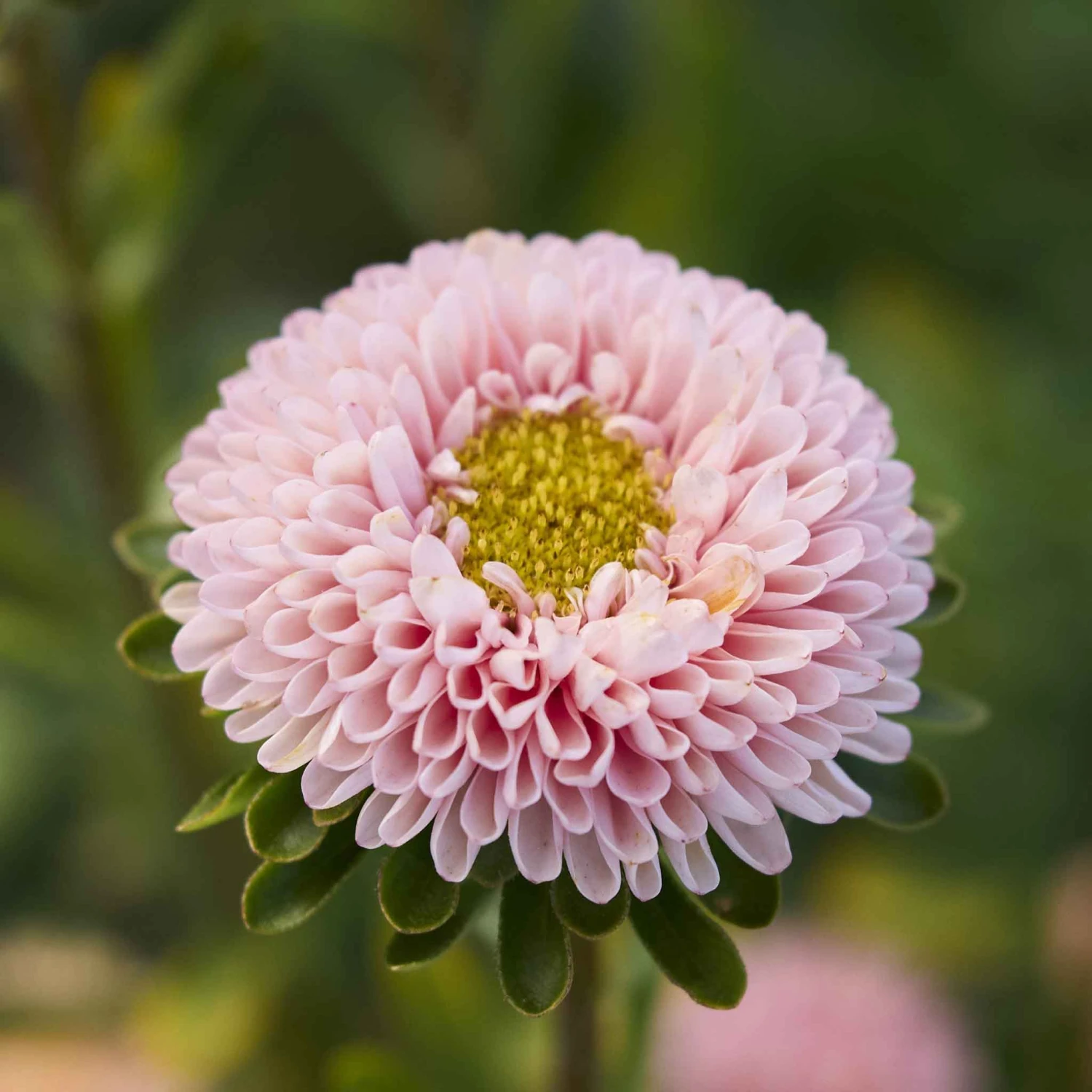 Matsumoto Apricot China Aster Seeds: Elegant Peach Blooms for Your Garden 2 Matsumoto Apricot China Aster Seeds: Elegant Peach Blooms for Your Garden - Image 2