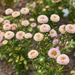 Matsumoto Apricot China Aster Seeds: Elegant Peach Blooms for Your Garden 5 Matsumoto Apricot China Aster Seeds: Elegant Peach Blooms for Your Garden -Eden Brothers Shop aster china matsumoto apricot mac 3