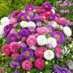 Colour Carpet Dwarf Aster Seeds Mix - Vibrant Bushy Flower Variety