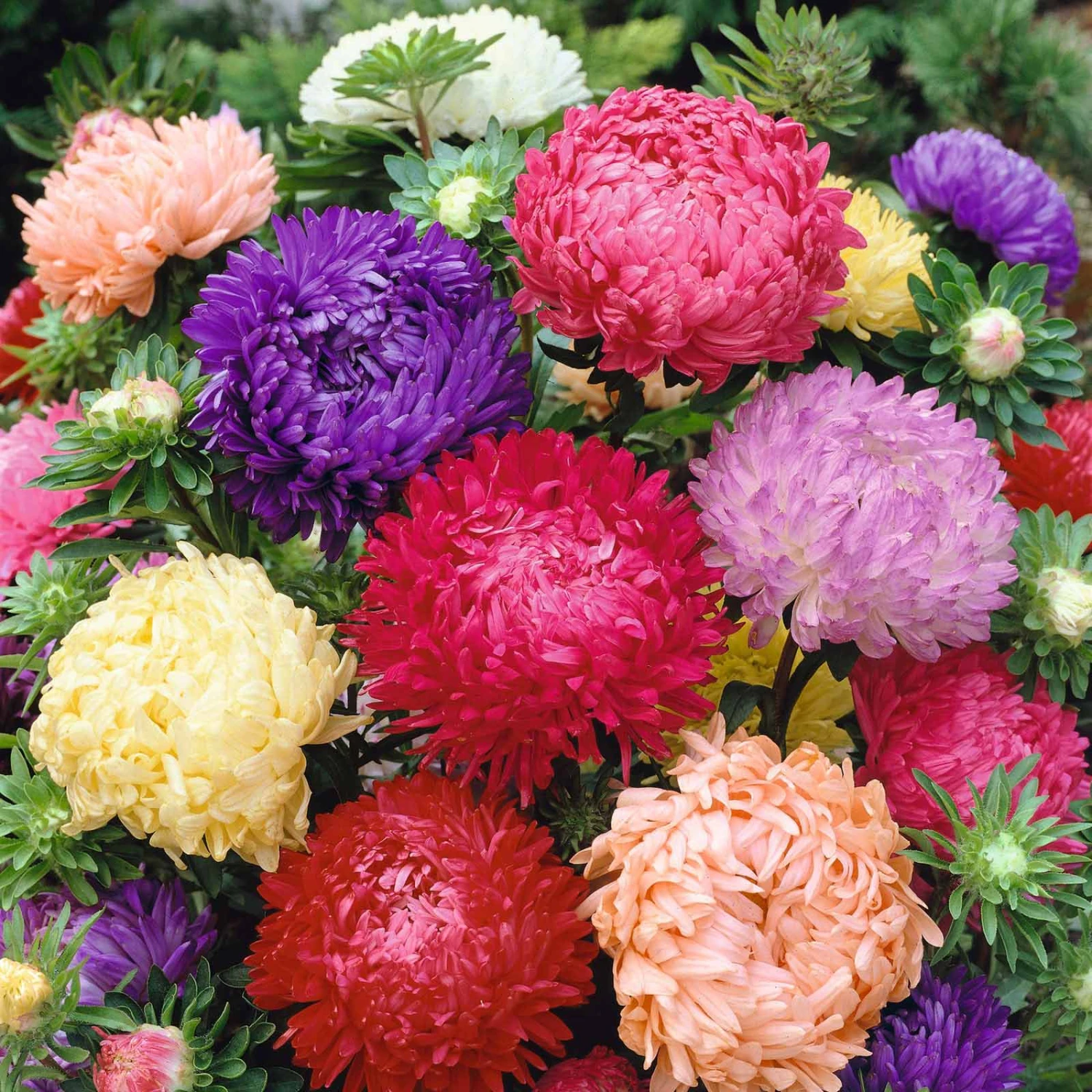 Aster Seeds (Peony Duchess) - Mix 1 Aster Seeds (Peony Duchess) - Mix