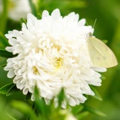 Peony Duchess White Aster Seeds - Elegant Annual Blooms for Cutting Gardens -Eden Brothers Shop aster duchess white mac 1