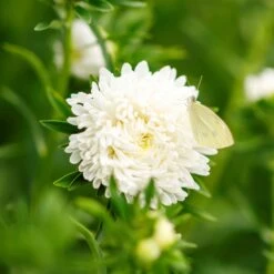 Peony Duchess White Aster Seeds - Elegant Annual Blooms for Cutting Gardens -Eden Brothers Shop aster duchess white mac 3