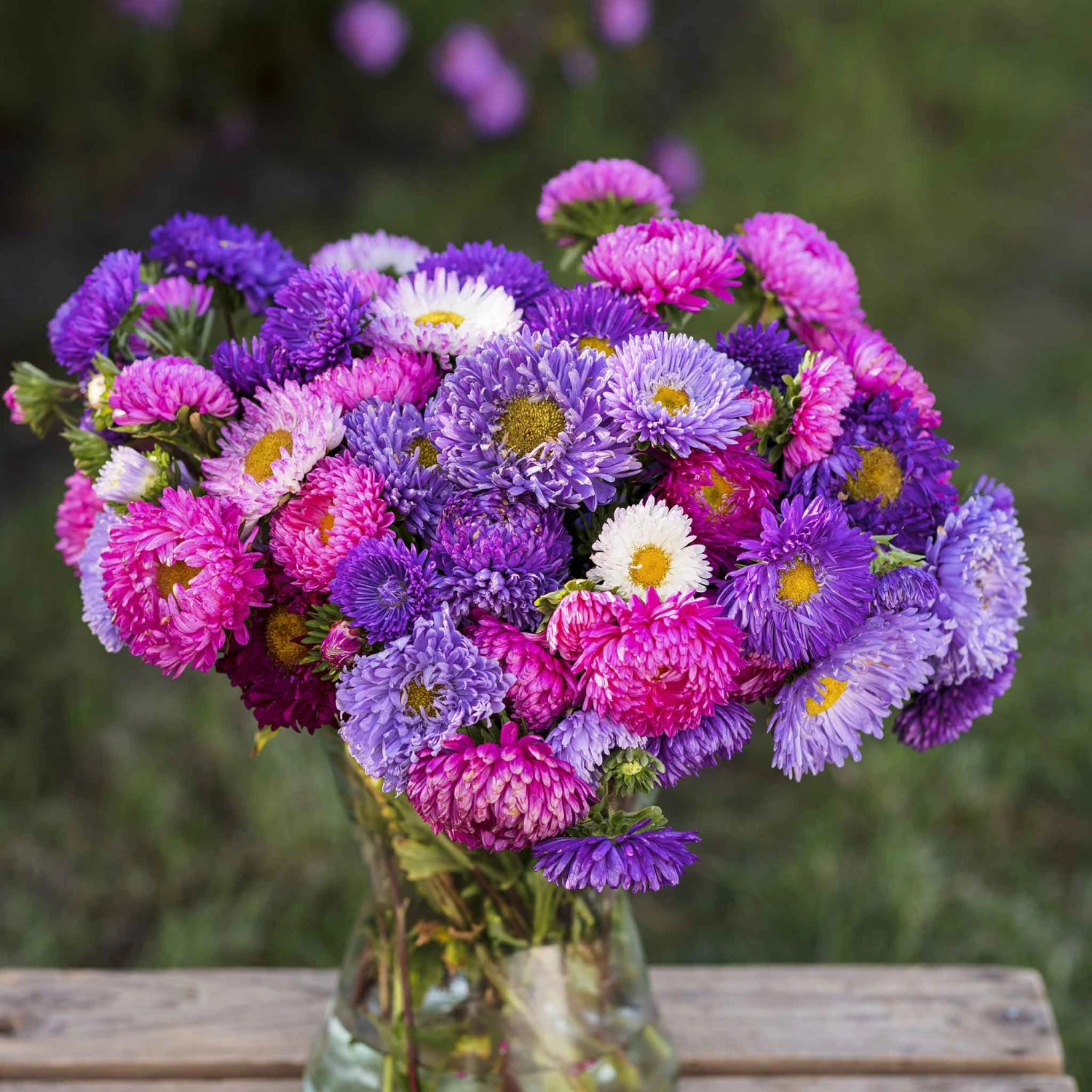 Aster Seeds (Peony Duchess) - Mix 2 Aster Seeds (Peony Duchess) - Mix - Image 2