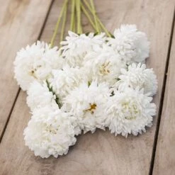 Peony Duchess White Aster Seeds - Elegant Annual Blooms for Cutting Gardens -Eden Brothers Shop aster duchesse white mac 3