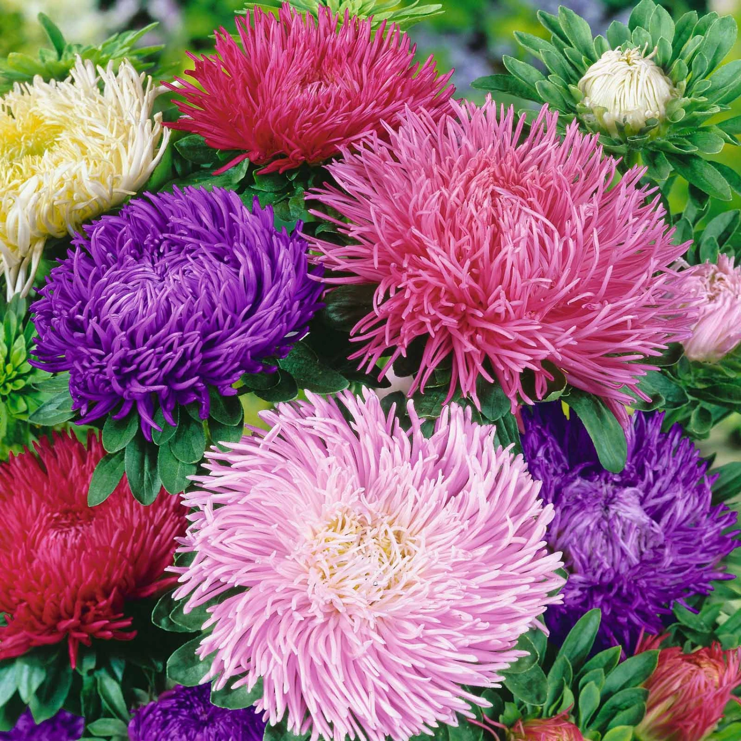 Gremlin Double Mix Aster Seeds - Vibrant Fluffy Blooms for Cutting 1 Gremlin Double Mix Aster Seeds - Vibrant Fluffy Blooms for Cutting