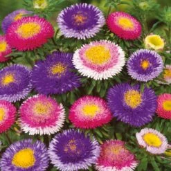 Hi-No-Maru Mix Pompon Aster Seeds - Vibrant Bicolor Annual Flowers