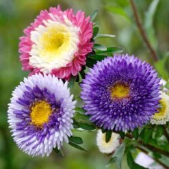Hi-No-Maru Mix Pompon Aster Seeds - Vibrant Bicolor Annual Flowers -Eden Brothers Shop aster hi no maru shk 3