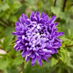 Jewelaster Purple Aster Seeds - Semi-Dwarf Blooms for Stunning Gardens