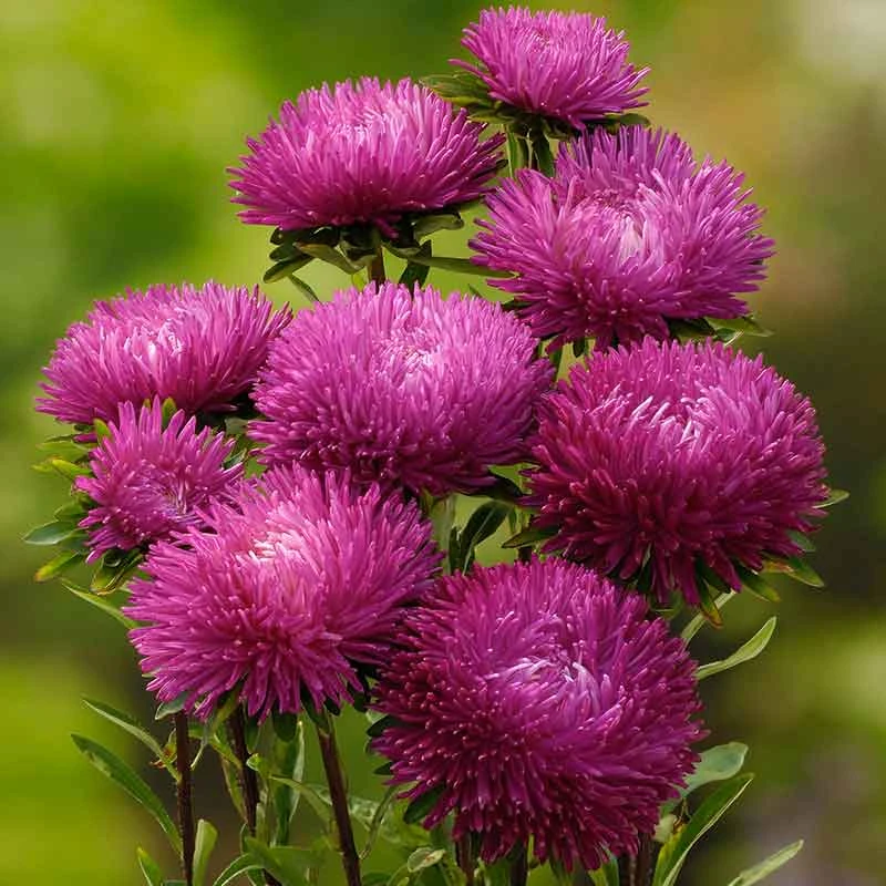 Jewelaster Rose Semi-Dwarf Aster Seeds for Gardens and Containers 1 Jewelaster Rose Semi-Dwarf Aster Seeds for Gardens and Containers