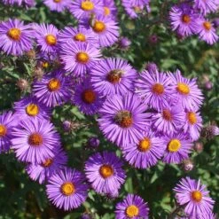 New England Aster Seeds -Eden Brothers Shop aster new england shk 3