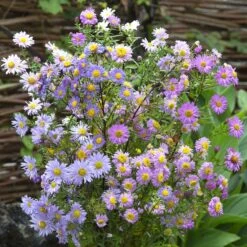Giant Aster Seeds Mix - Colorful Fall Blooming Perennial Flowers