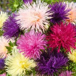 Nova Mix Needle Aster Seeds - Vibrant 6-Color Starburst Flower Mix