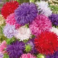 China Aster Seeds - Ostrich Feather Mix - Large Shaggy Double Blooms