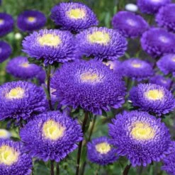 Blue and White Pompon Aster Seeds - Tall Stems for Fresh Floral Arrangements