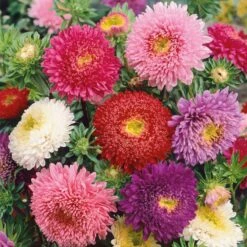 Powderpuff Mix China Aster Seeds: Vibrant Long-Stemmed Garden Blooms