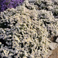 Aster Roots Apollo - Compact White Dwarf Aster Perennial