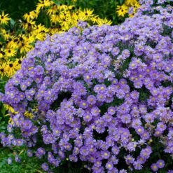 Aster Roots - Purple Dome