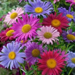 China Aster Seeds Single Mix - Vibrant Cut Flowers for Your Garden