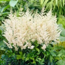 White Diamant Astilbe Perennial Roots for Shaded Gardens