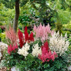 Astilbe Roots - Mix