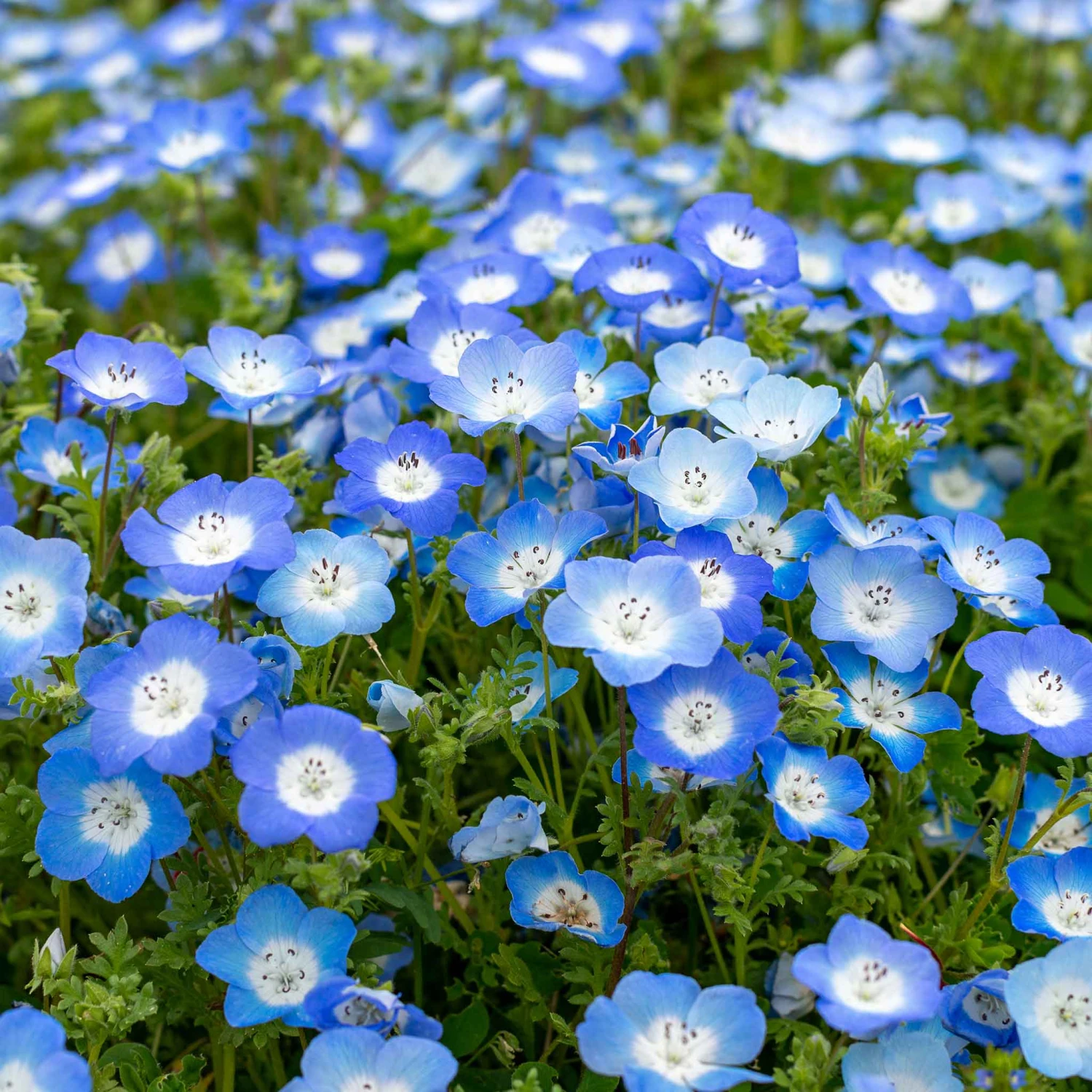 Baby Blue Eyes Seeds 1 Baby Blue Eyes Seeds