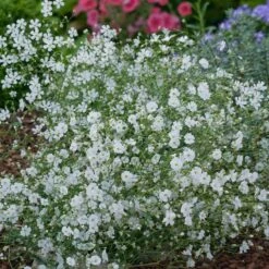 Babys Breath Seeds (Annual)