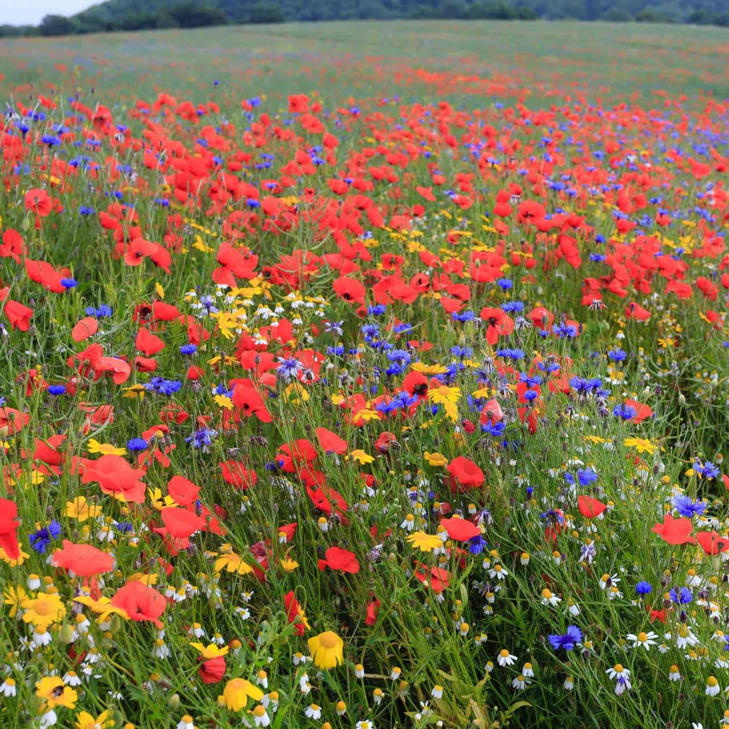 Traditional Wildflower Seed Mix - Easy-to-Grow Colorful Garden Blooms 1 Traditional Wildflower Seed Mix - Easy-to-Grow Colorful Garden Blooms