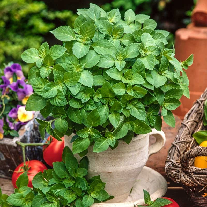 Basil Seeds - Blue Spice 1 Basil Seeds - Blue Spice