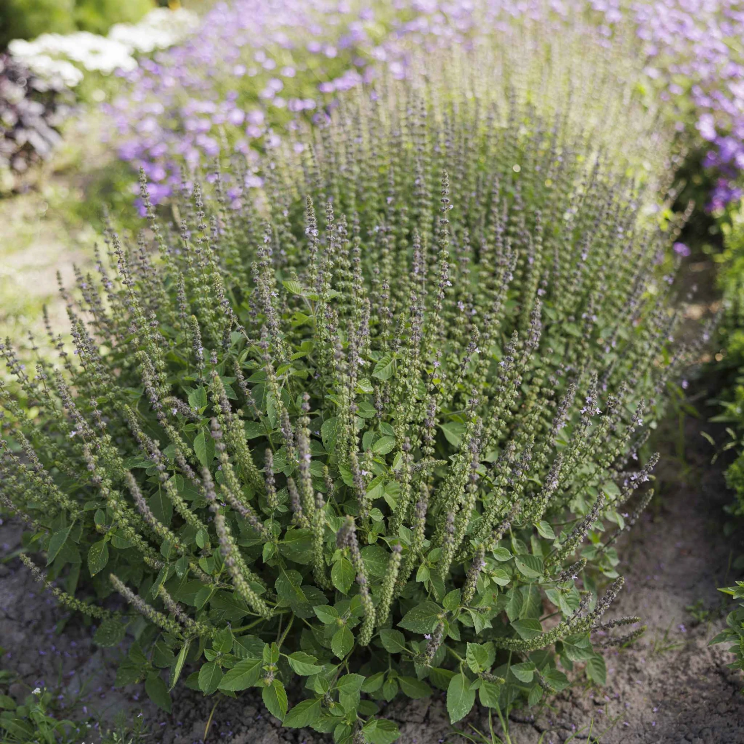 Basil Seeds - Blue Spice 2 Basil Seeds - Blue Spice - Image 2