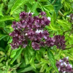 Basil Seeds - Cardinal -Eden Brothers Shop basil cardinal shk 3