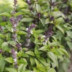 Basil Seeds - Cinnamon -Eden Brothers Shop basil cinnamon mac 3