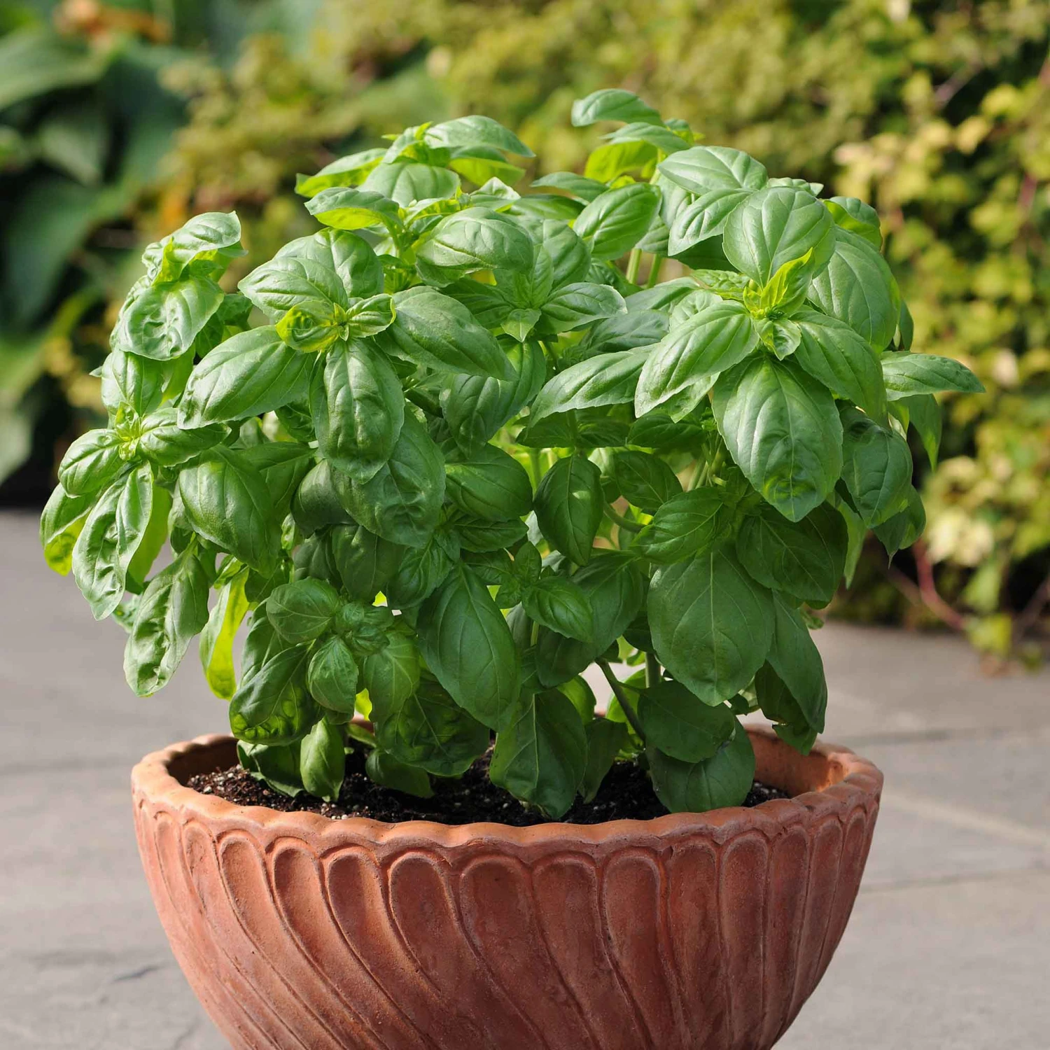 Basil Seeds - Dolce Fresca 1 Basil Seeds - Dolce Fresca