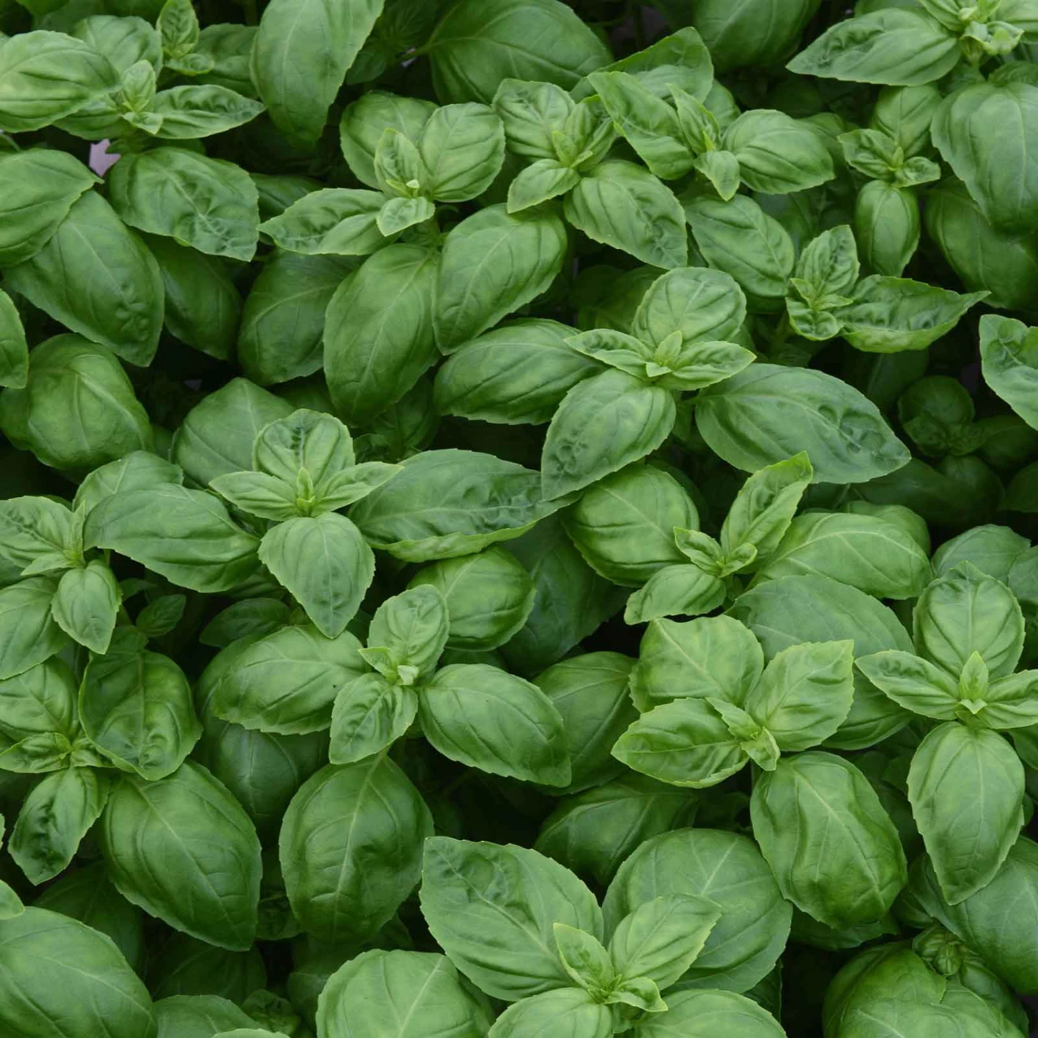 Basil Seeds - Dolce Fresca 2 Basil Seeds - Dolce Fresca - Image 2