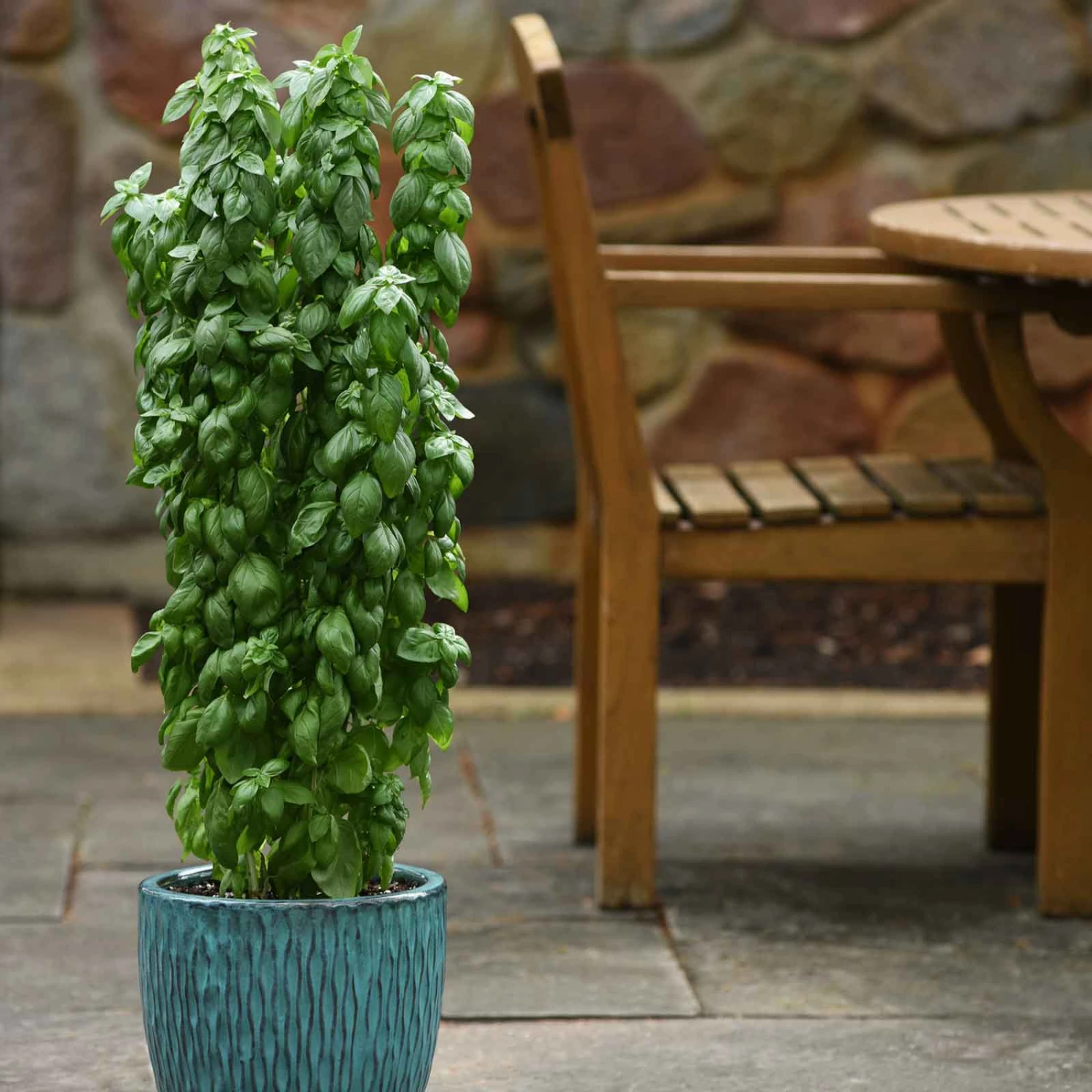 Basil Seeds - Everleaf Emerald Tower 1 Basil Seeds - Everleaf Emerald Tower