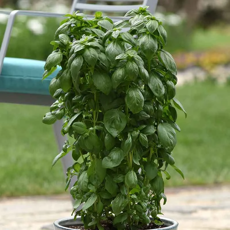 Basil Seeds - Everleaf Emerald Tower 2 Basil Seeds - Everleaf Emerald Tower - Image 2