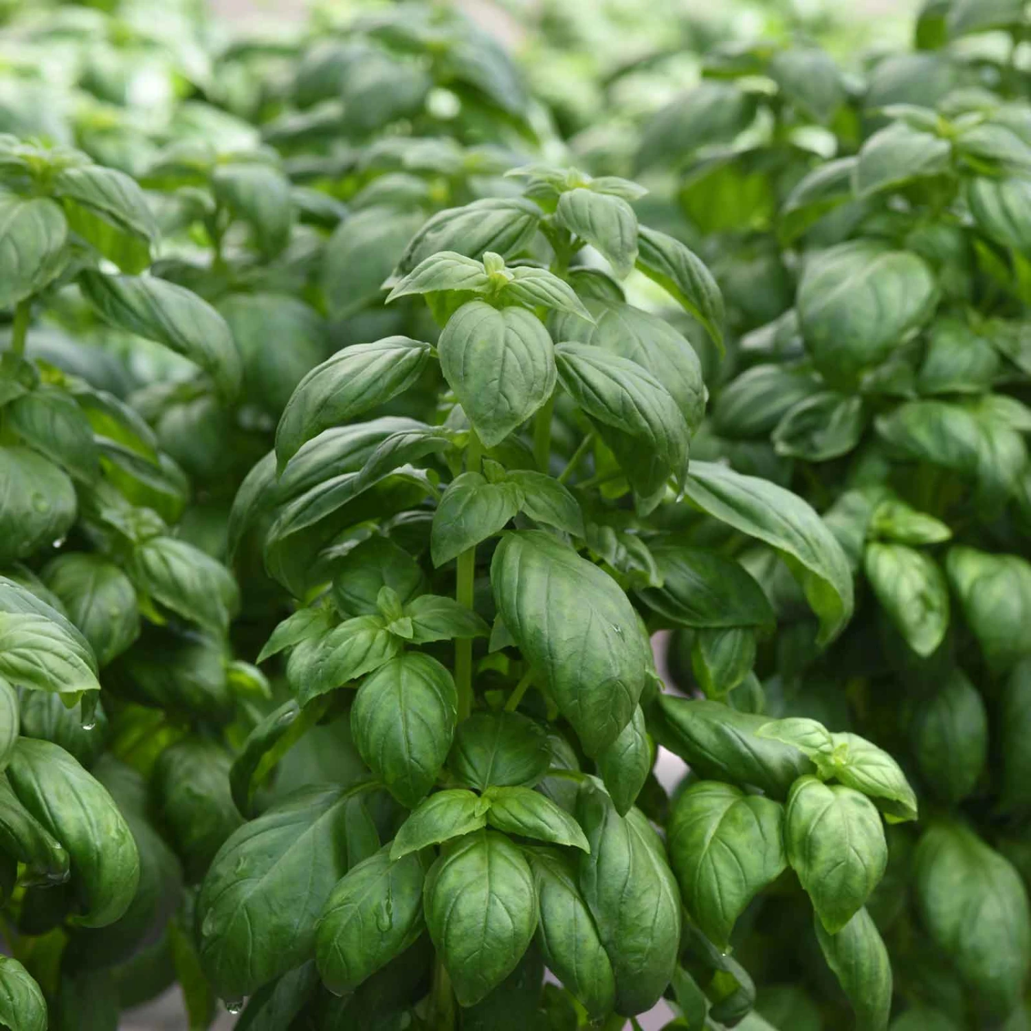 Basil Seeds - Everleaf Emerald Tower 3 Basil Seeds - Everleaf Emerald Tower - Image 3