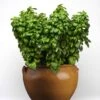 Everleaf Genovese Basil Seeds - Compact, High-Flavor Herb for Continuous Harvest