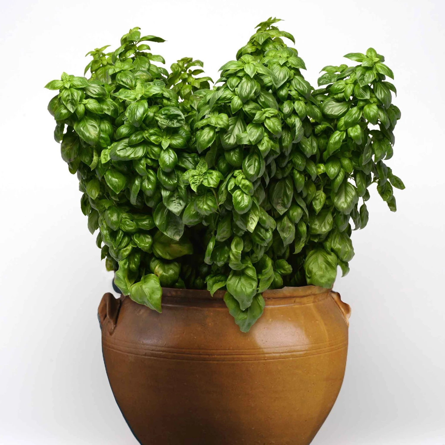 Everleaf Genovese Basil Seeds - Compact, High-Flavor Herb for Continuous Harvest 1 Everleaf Genovese Basil Seeds - Compact, High-Flavor Herb for Continuous Harvest
