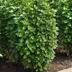 Basil Seeds - Everleaf Thai Tower -Eden Brothers Shop basil everleaf thai towers bal 3