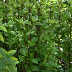 Basil Seeds - Everleaf Thai Tower -Eden Brothers Shop basil everleaf thai towers bal 4