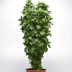 Basil Seeds - Everleaf Thai Tower -Eden Brothers Shop basil everleaf thai towers bal 5