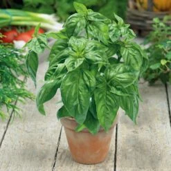 Basil Seeds - Large Sweet For Pots