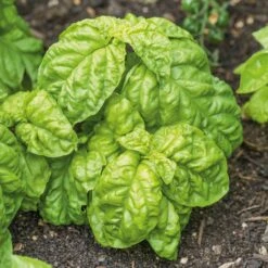 Giant Lettuce Leaf Basil Seeds - High-Yield Heirloom Herb for Fresh Harvests