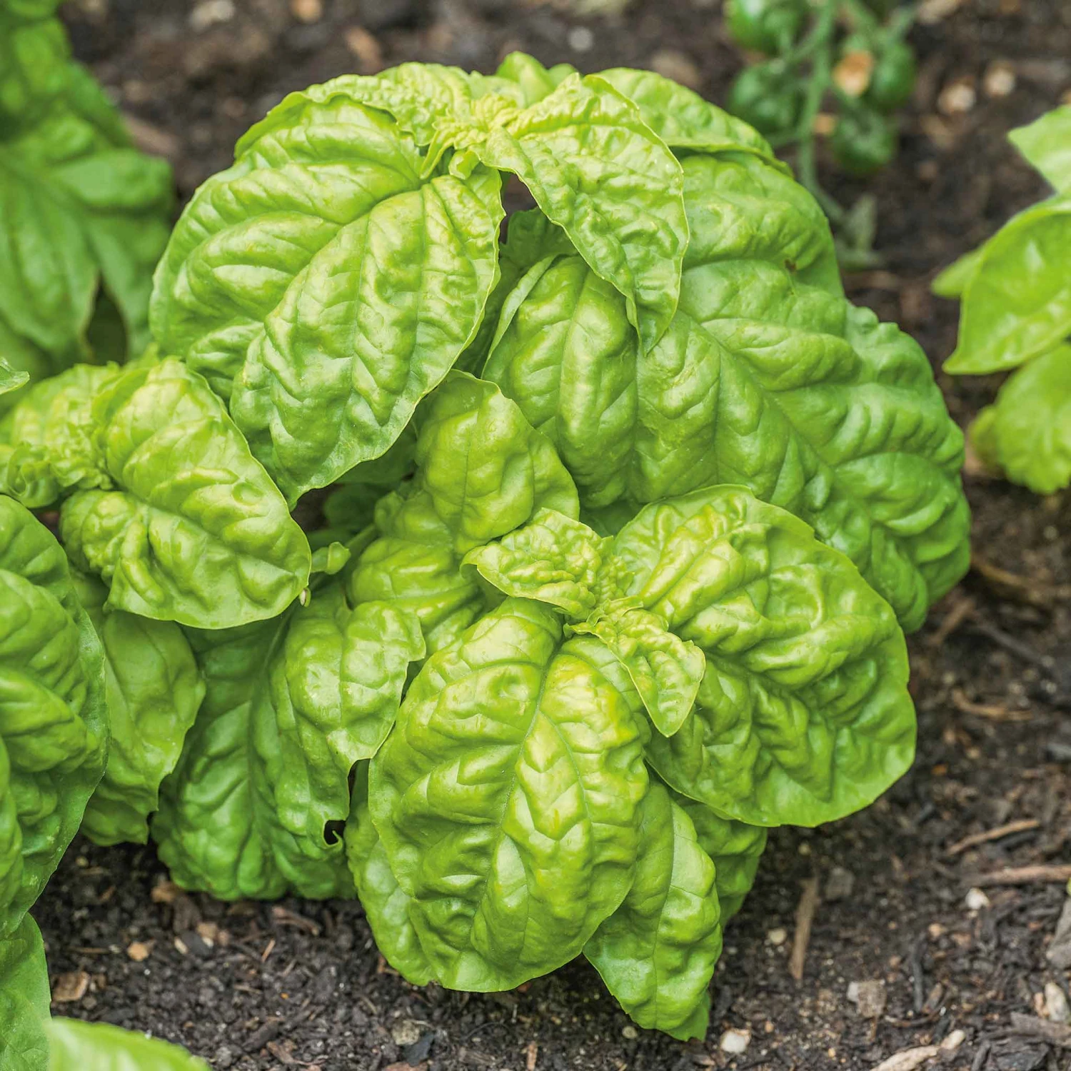 Giant Lettuce Leaf Basil Seeds - High-Yield Heirloom Herb for Fresh Harvests 1 Giant Lettuce Leaf Basil Seeds - High-Yield Heirloom Herb for Fresh Harvests