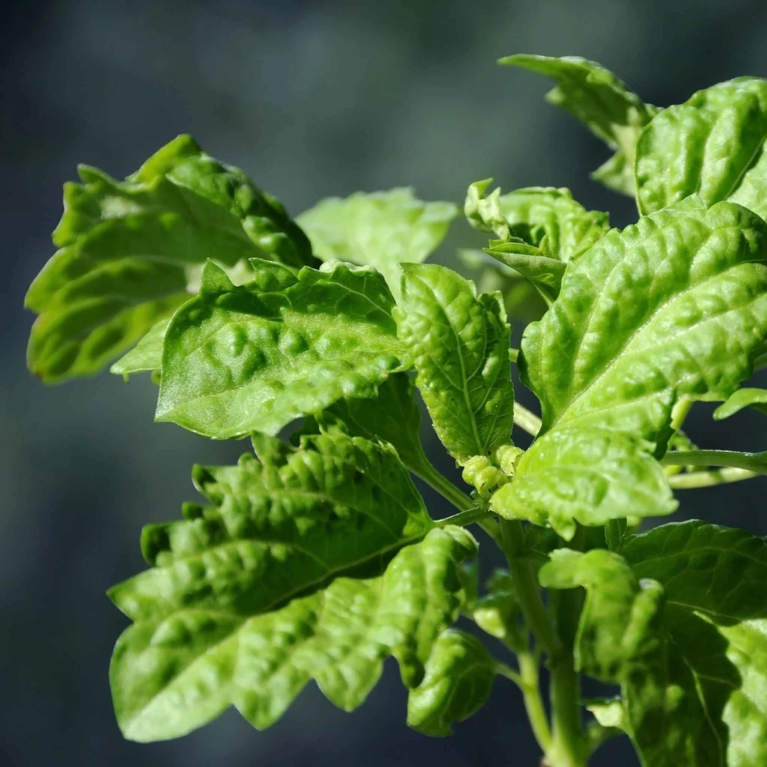Giant Lettuce Leaf Basil Seeds - High-Yield Heirloom Herb for Fresh Harvests 2 Giant Lettuce Leaf Basil Seeds - High-Yield Heirloom Herb for Fresh Harvests - Image 2