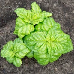 Mammoth Basil Seeds: Extra Large, Flavorful Lettuce-Like Leaves