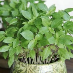Basil Seeds (Organic) - Thai